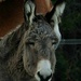 donkey by dianen