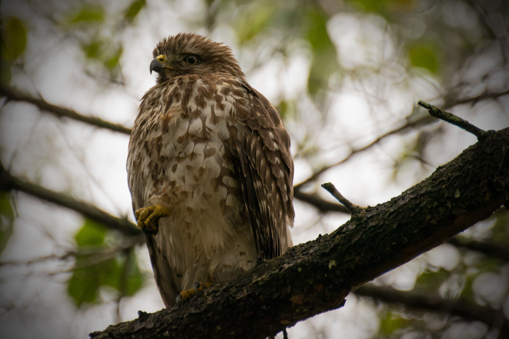 Today's Hawk by rickster549