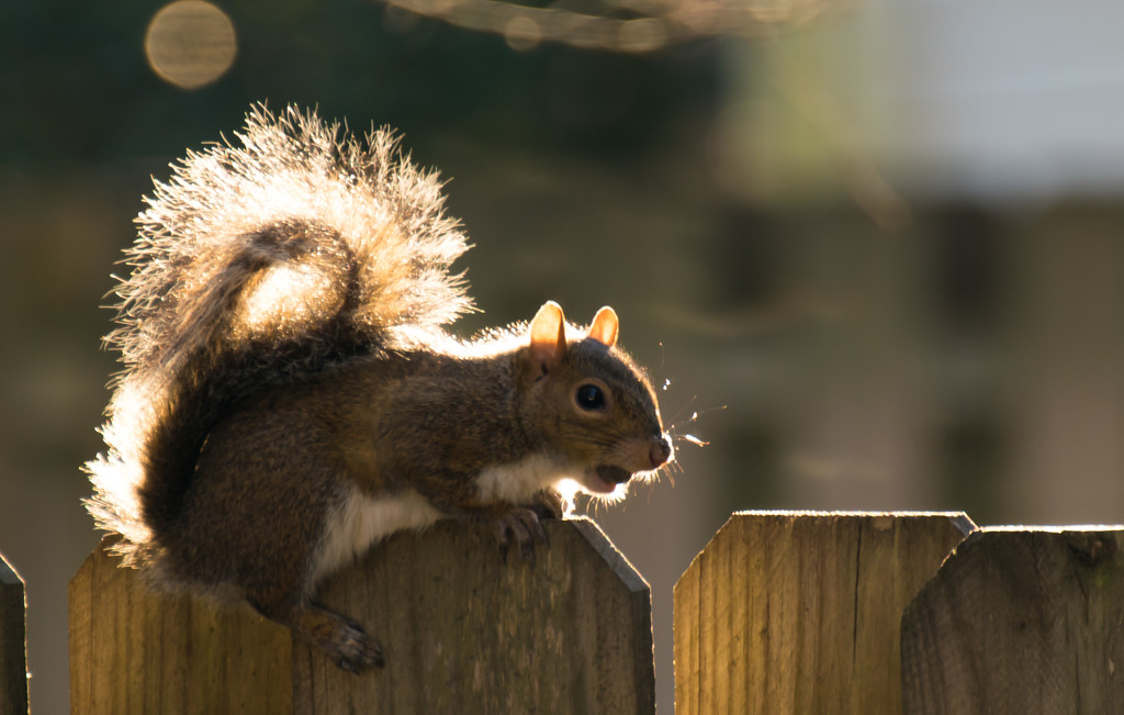 Squirrel in the Sun! by rickster549