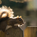 Squirrel in the Sun! by rickster549