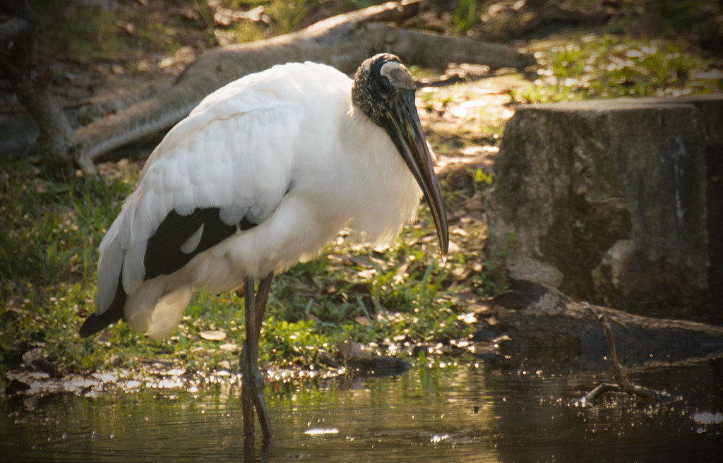Woodstork on the prowl! by rickster549