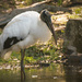 Woodstork on the prowl! by rickster549