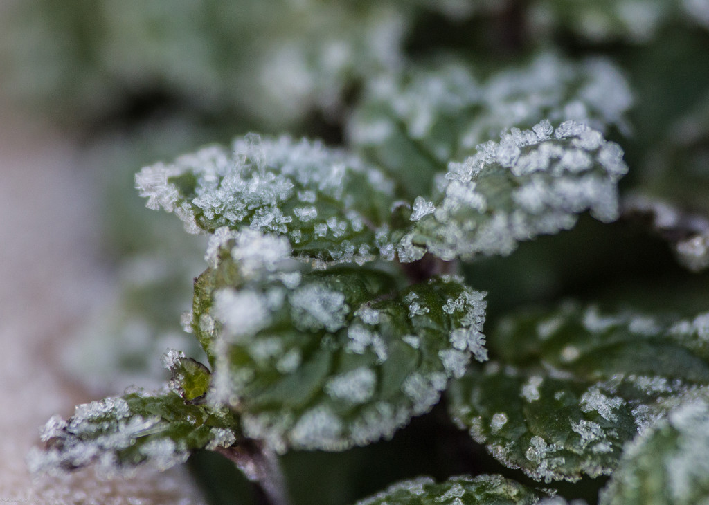 Frost crystals by randystreat