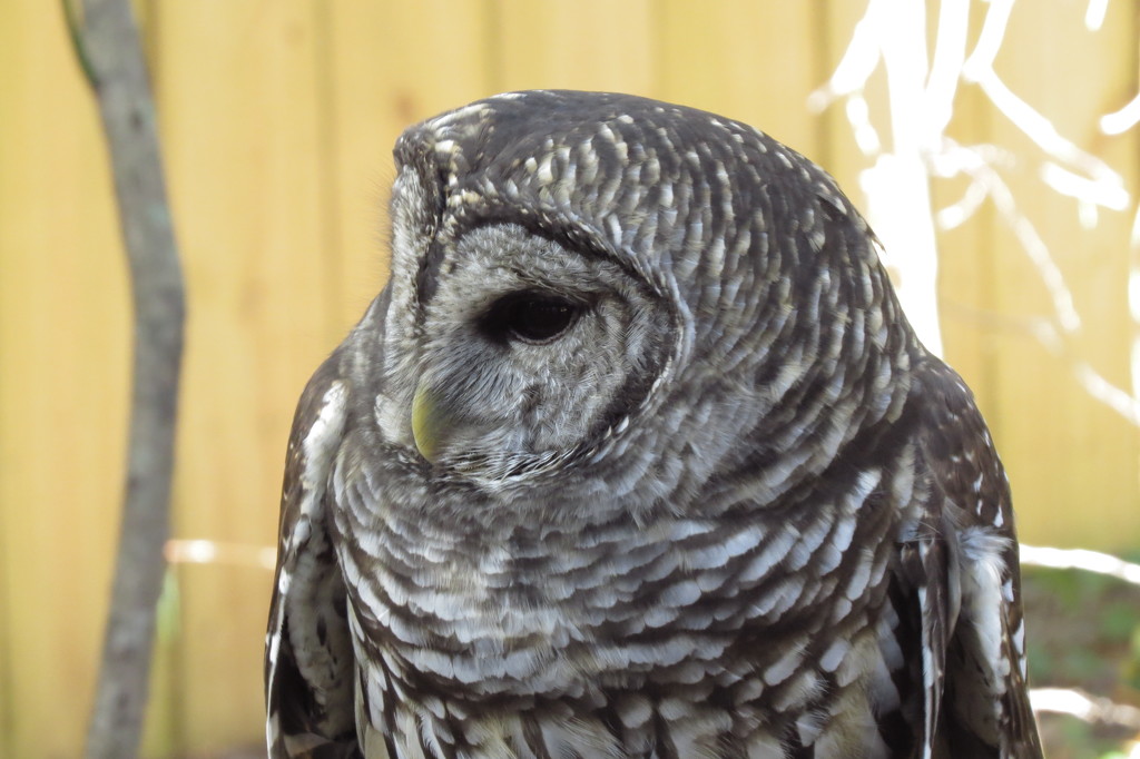 Captive Barred Owl by rob257
