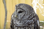 5th Jan 2016 - Captive Barred Owl
