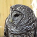 Captive Barred Owl by rob257