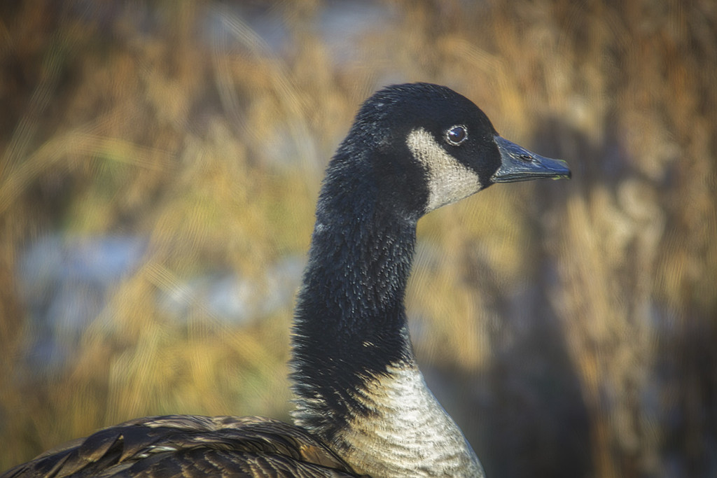 Goose Portrait by gardencat