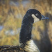 Goose Portrait by gardencat