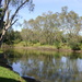 Murray River Albury by marguerita