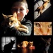 My Favorite Pet Pictures in a Collage by homeschoolmom
