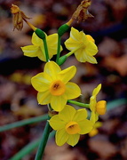 7th Jan 2016 - December daffodils, Magnolia Gardens, Charleston, SC