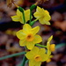December daffodils, Magnolia Gardens, Charleston, SC by congaree