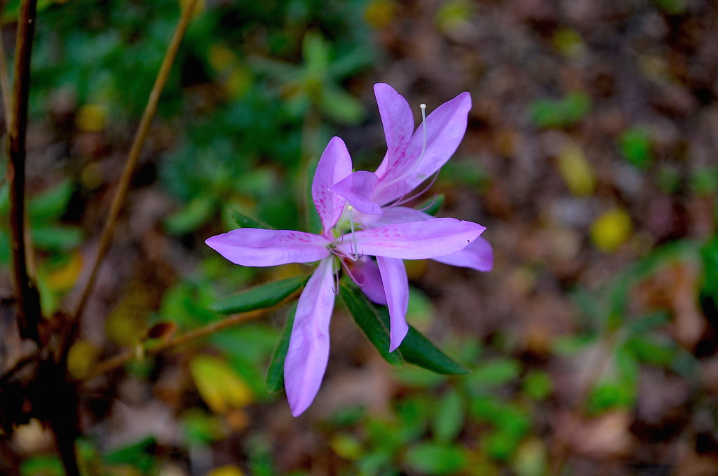 Azalea in bloom in December, Magnolia Gardens, Charleston, SC by congaree