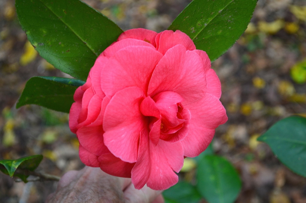 Camellia, Magnolia Gardens, Charleston, SC by congaree