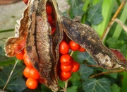 7th Jan 2016 - seed pods from stinking iris