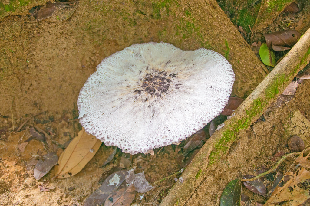 Large rainforest mushroom by ianjb21