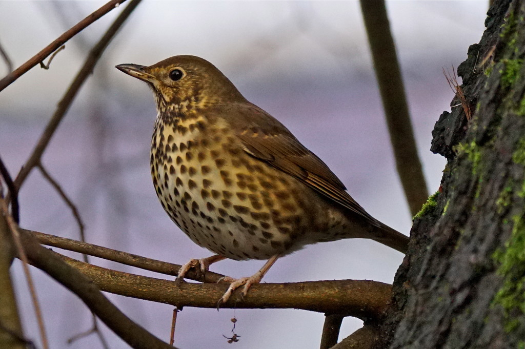 SONG THRUSH -TWO by markp