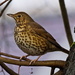 SONG THRUSH -TWO by markp