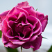Pink Rose 1 by elisasaeter