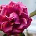 Pink Rose 2 by elisasaeter