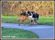 7th Jan 2016 - The meeting of the dogs