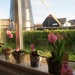 Kitchen Window Sill Flowers by foxes37