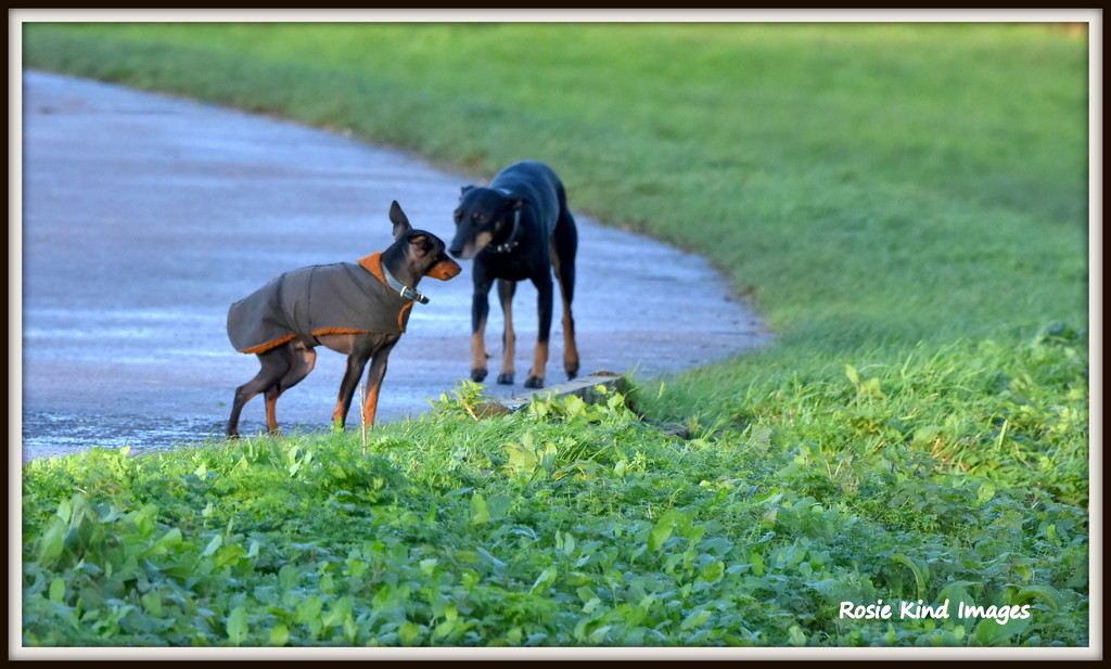 The meeting of the dogs 2 by rosiekind