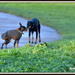 The meeting of the dogs 2 by rosiekind