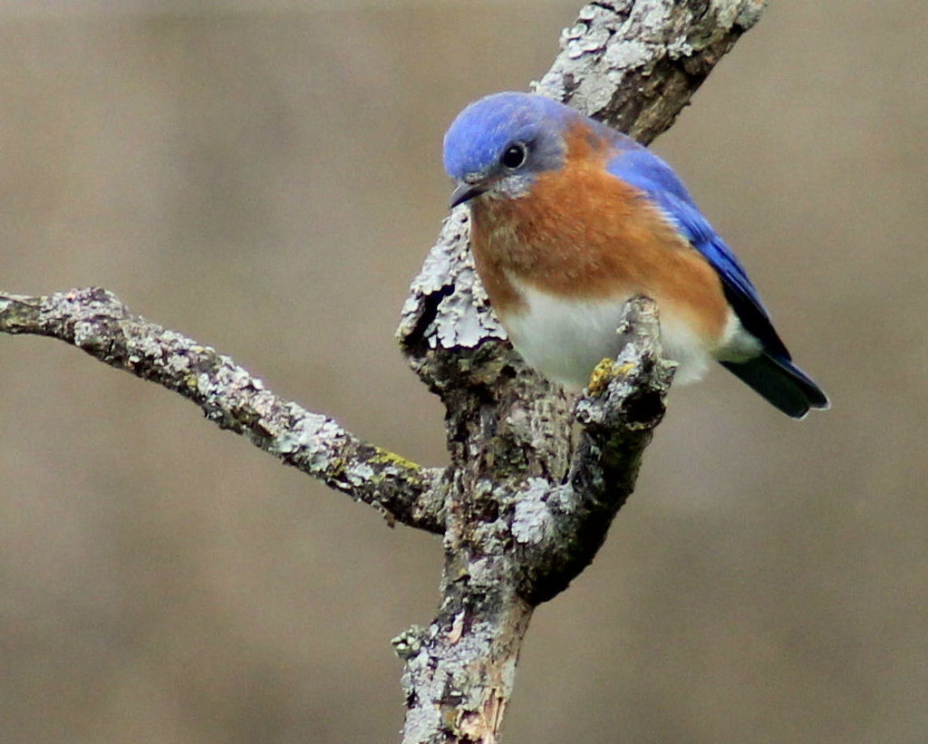 Bluebird by cjwhite