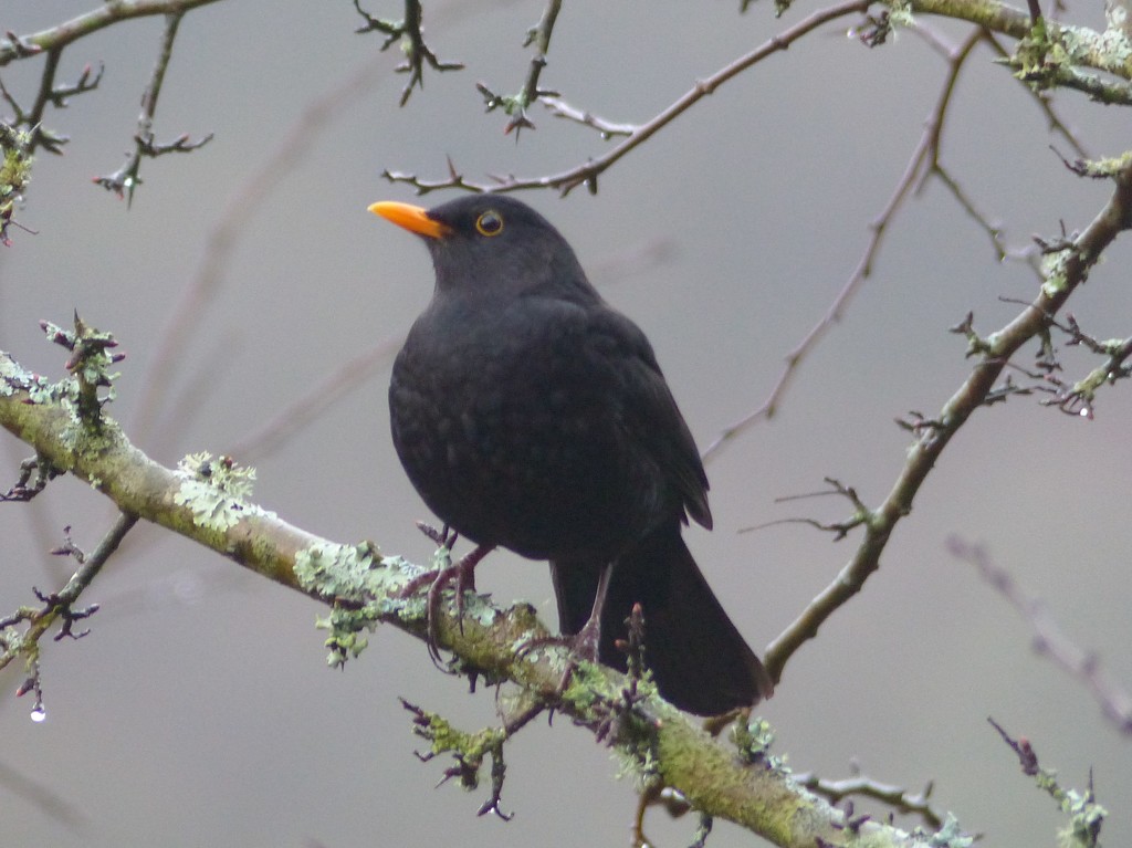  Blackbird - Male  by susiemc