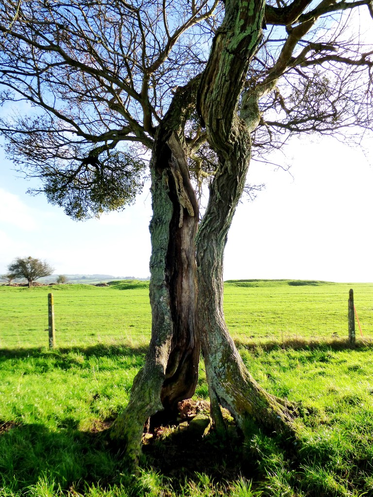 Split tree by julienne1