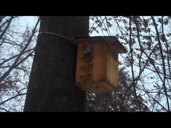 7th Jan 2016 - How Squirrels Stay Warm In Winter