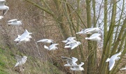 7th Jan 2016 - Gulls on Priory Lake