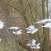 Gulls on Priory Lake by helenhall