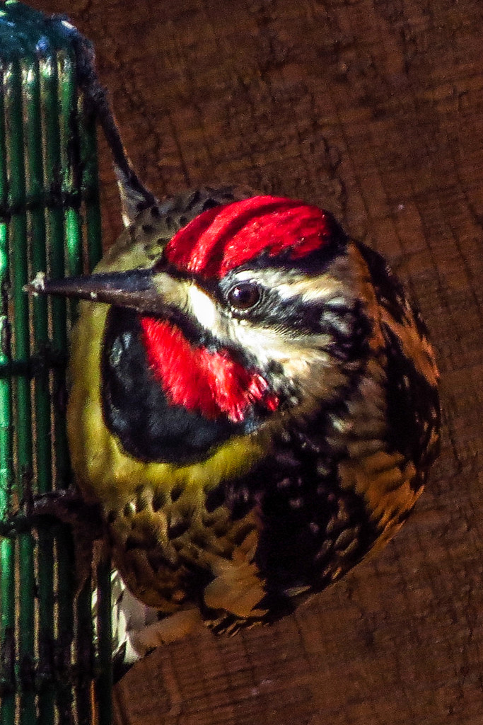 The Suet Won Out by milaniet