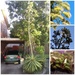 Agave Plant by mozette