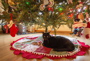 2nd Jan 2016 - Christmas Present Cat