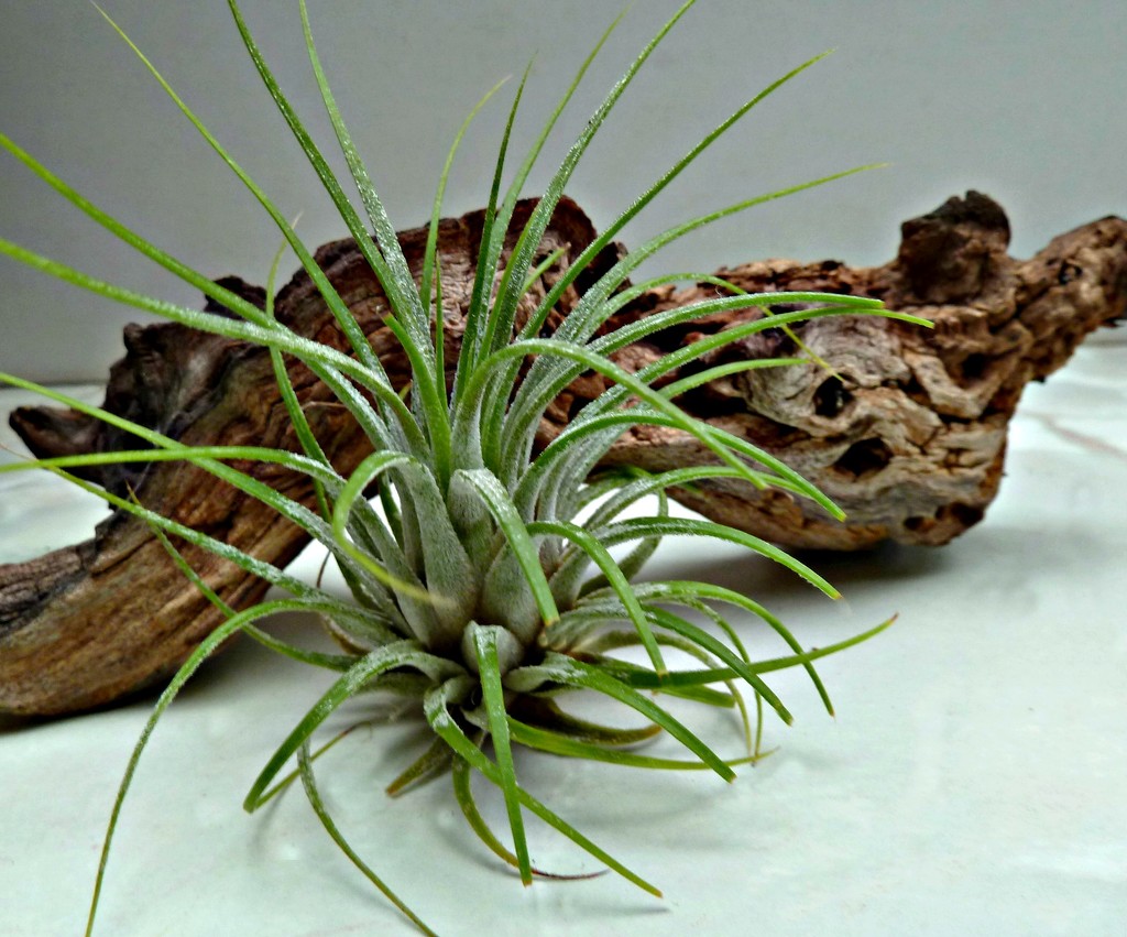 Air-Plant by wendyfrost