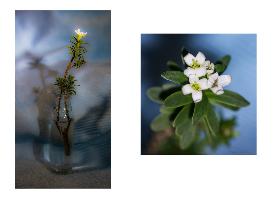 Little flower-2 by randystreat