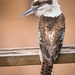 Kookaburra sits by bella_ss