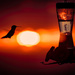 Sunset Hummingbird by stray_shooter