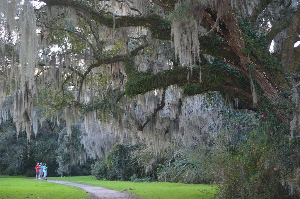 Live oak, Magnolia Gardens, Charleston, SC by congaree