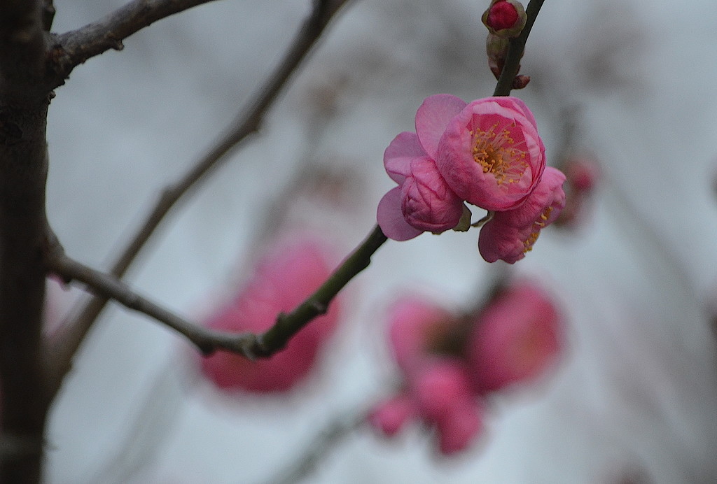 Red buds in late December.   by congaree