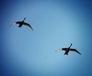 8th Jan 2016 - Swans on the wing