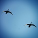 Swans on the wing by swillinbillyflynn