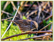 8th Jan 2016 - Dunnock