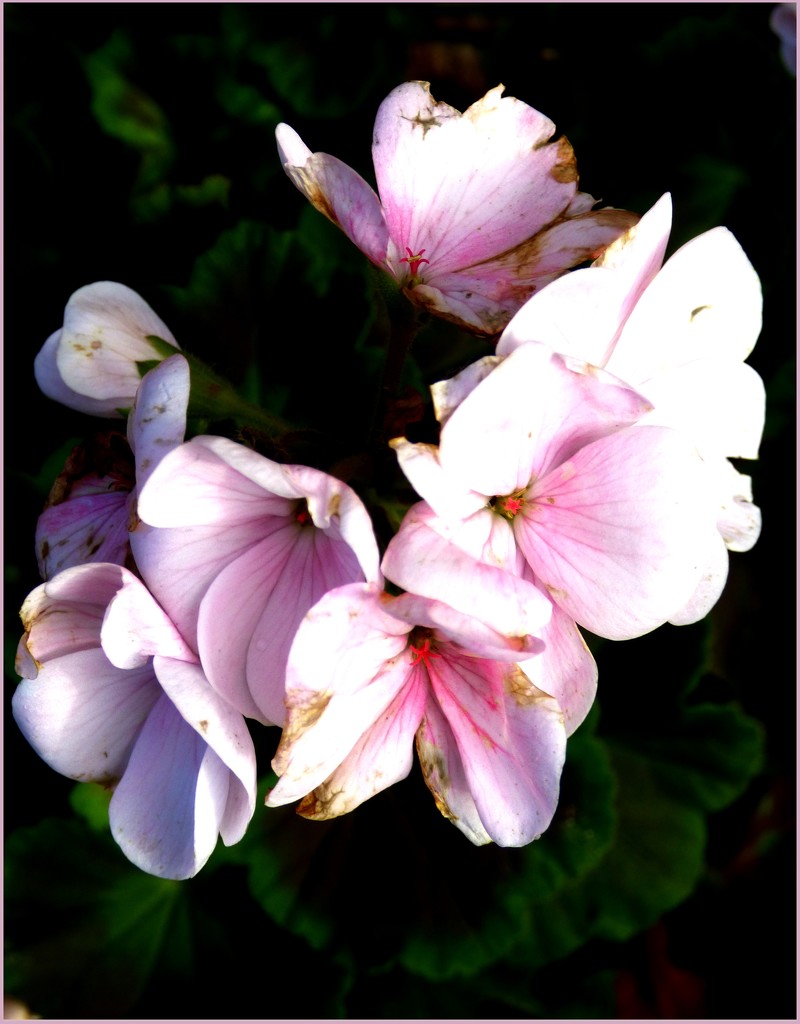 Geranium  by beryl