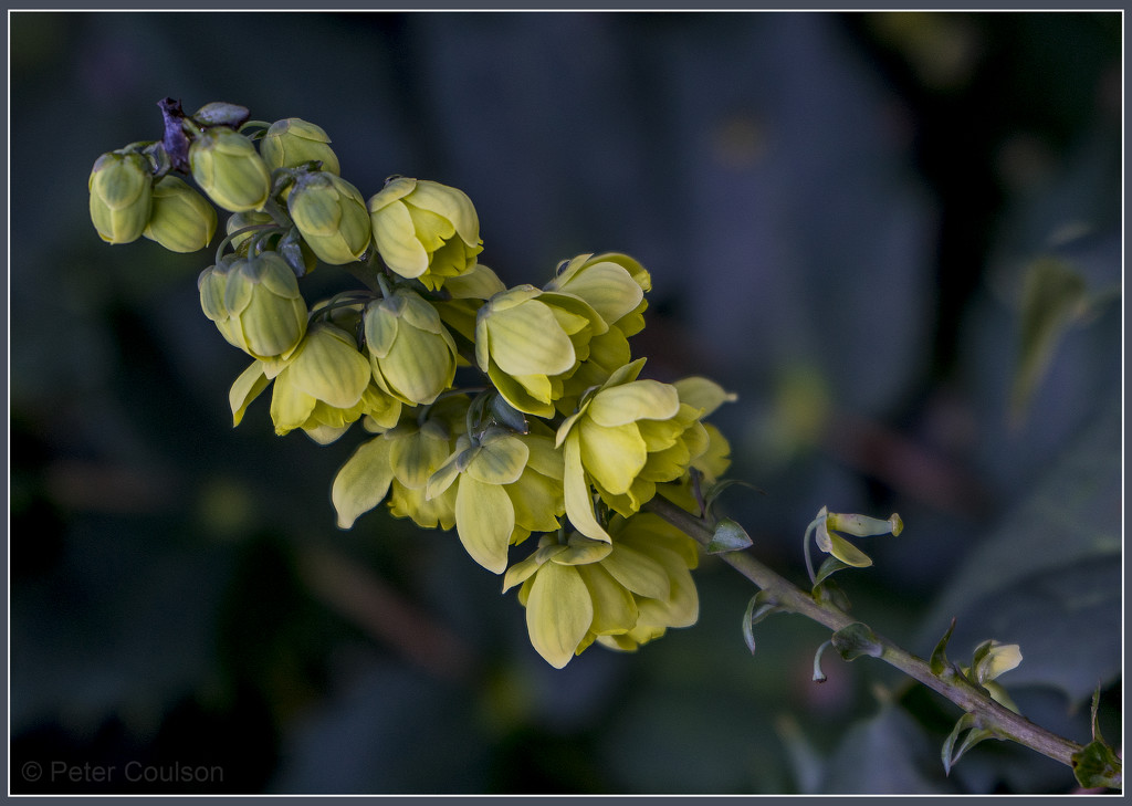 Yellow Flowers by pcoulson