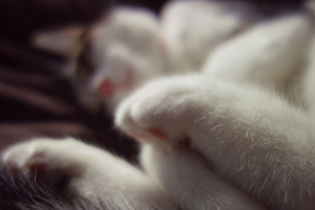 Love these paws! by darrenboyj
