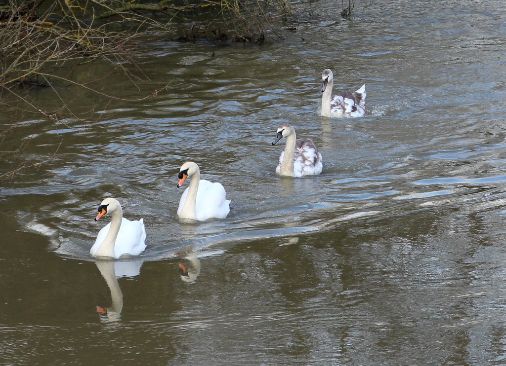 Swan family outing by busylady